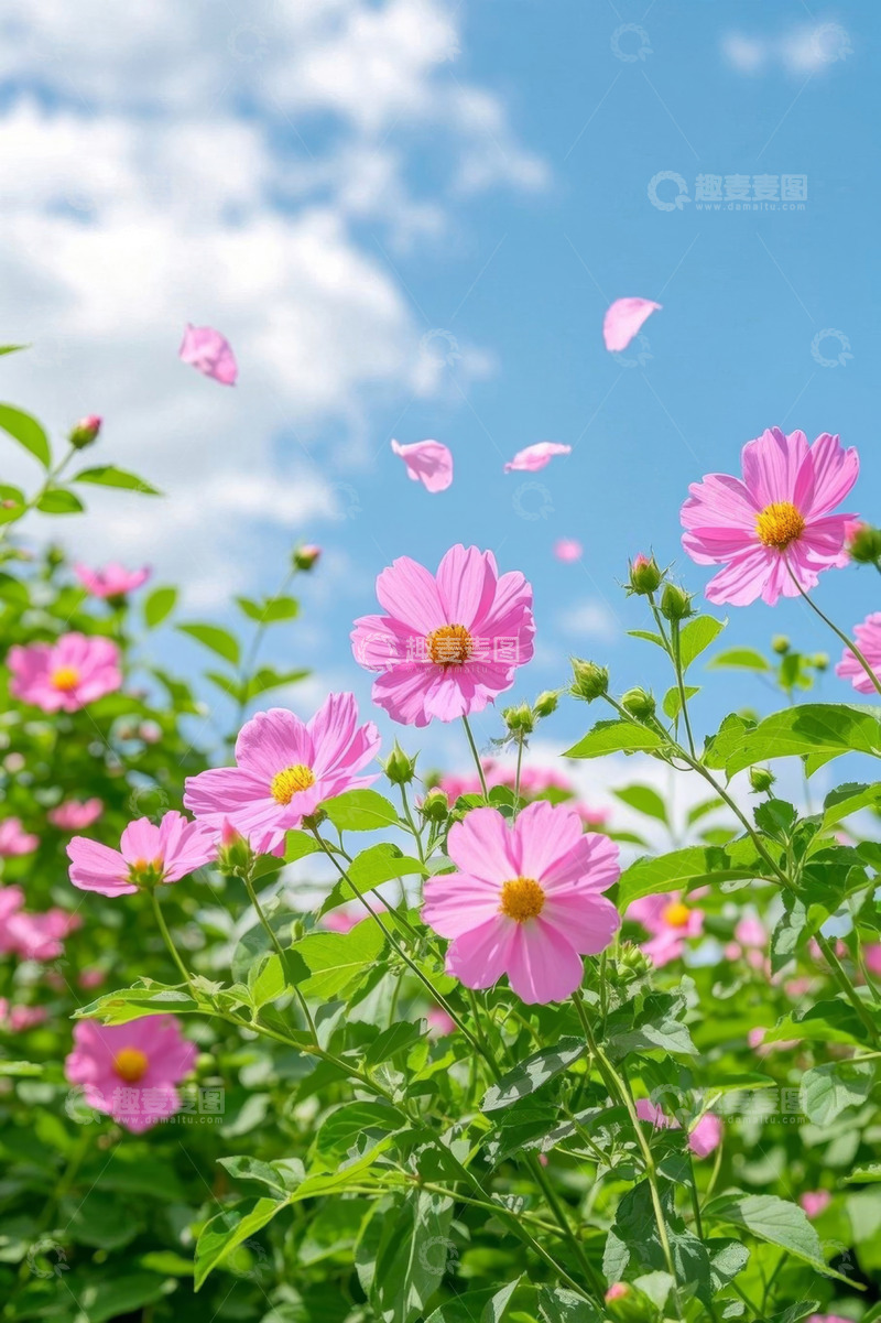 高清大图下载【趣麦麦图】蓝天白云下绽放的粉色花朵