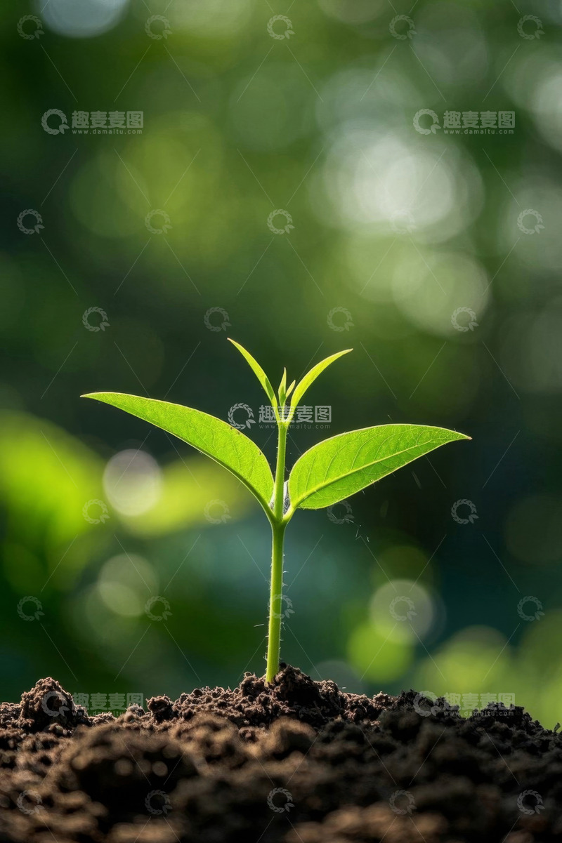 高清大图下载【趣麦麦图】破土而出的嫩绿植物幼苗