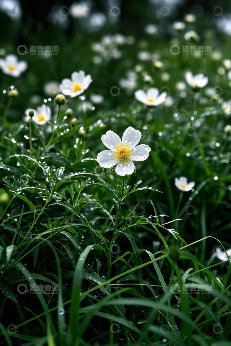 高清大图下载【趣麦麦图】带露珠的白色野花与草地