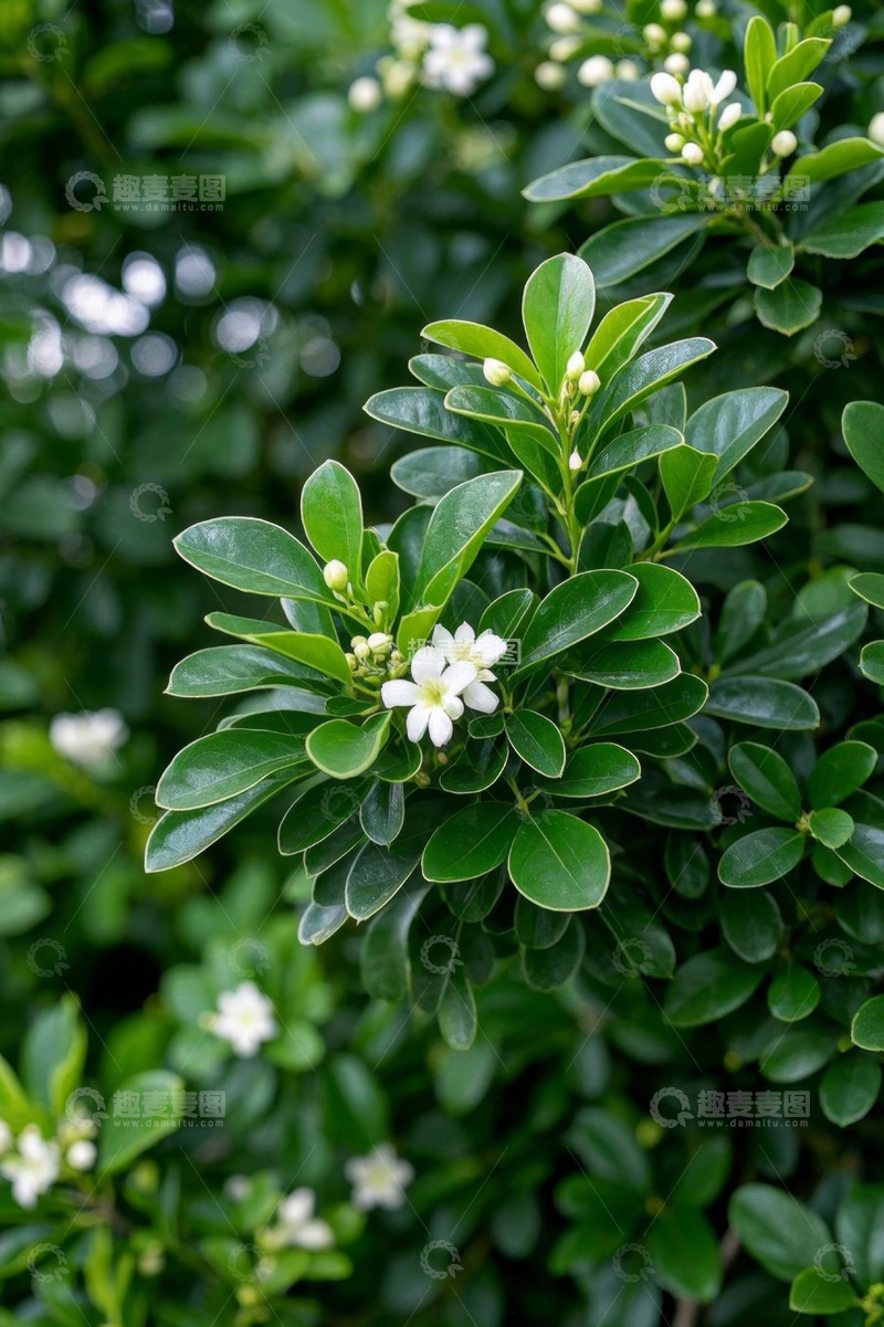 高清大图下载【趣麦麦图】绿叶丛中的白色小花特写