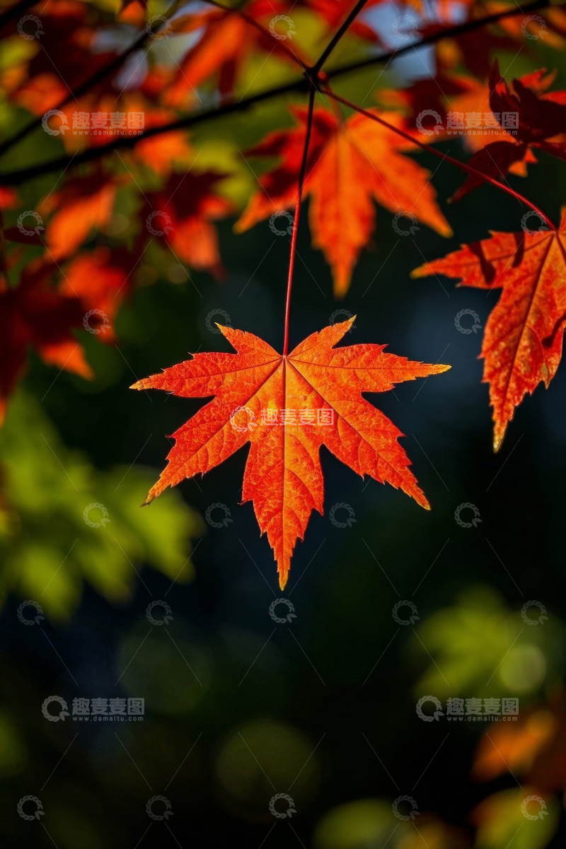 高清大图下载【趣麦麦图】秋日枫叶特写