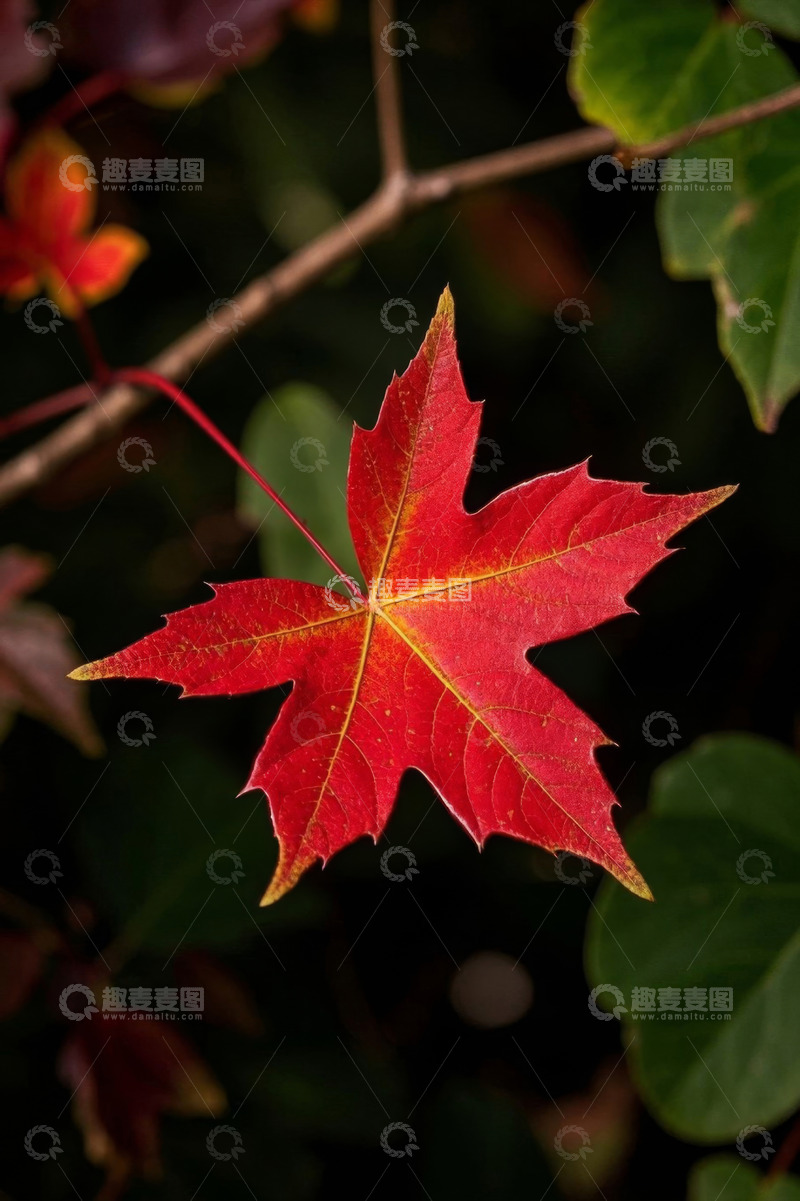 高清大图下载【趣麦麦图】秋季红枫叶特写