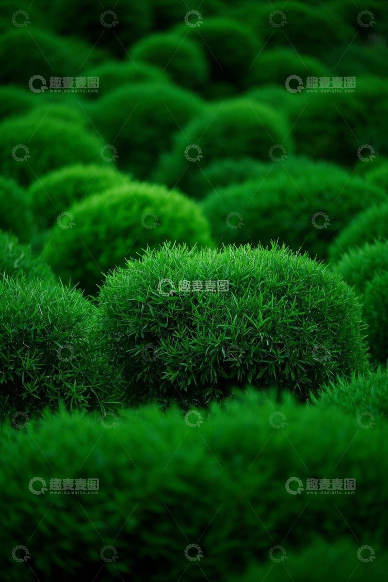 高清大图下载【趣麦麦图】绿色球状植物景观