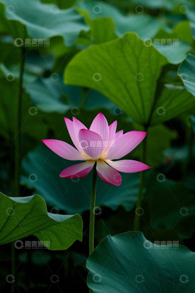 高清大图下载【趣麦麦图】盛开的粉色荷花与荷叶