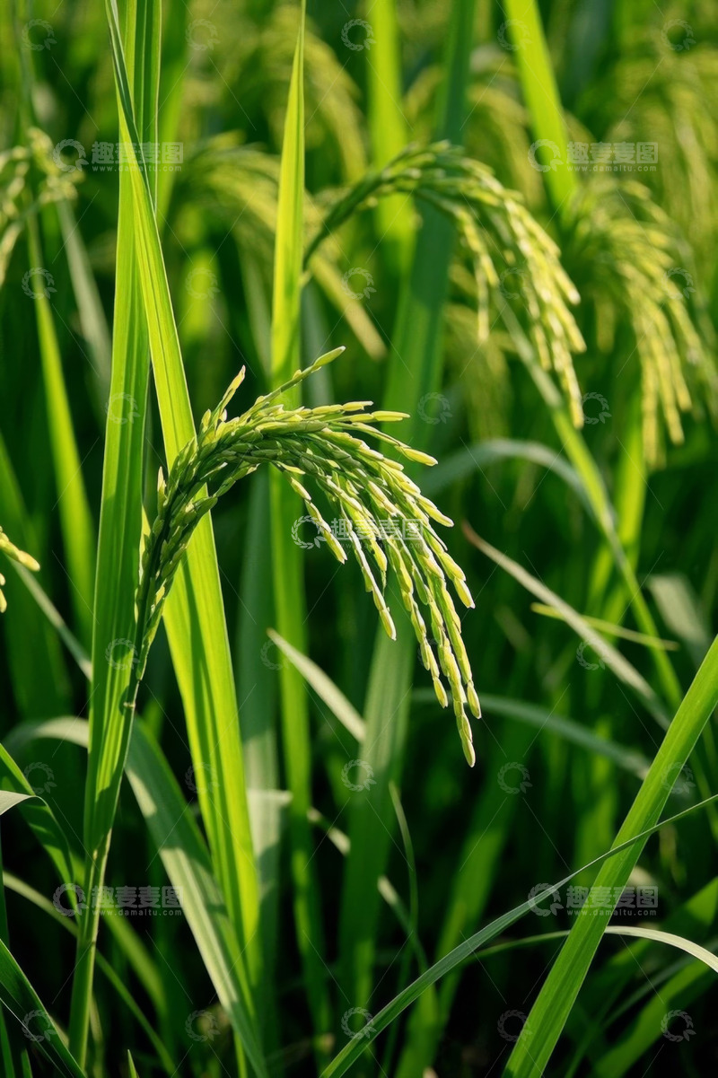 高清大图下载【趣麦麦图】成熟稻穗特写
