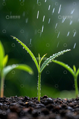 雨中生长的嫩绿植物幼苗