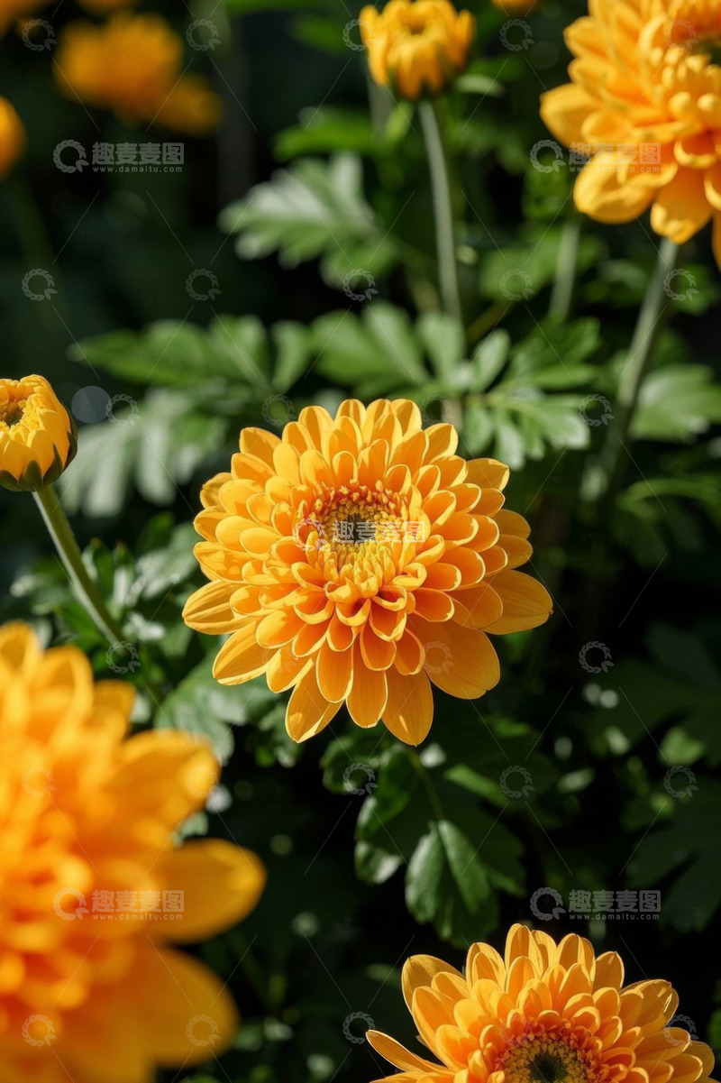 高清大图下载【趣麦麦图】黄色菊花特写