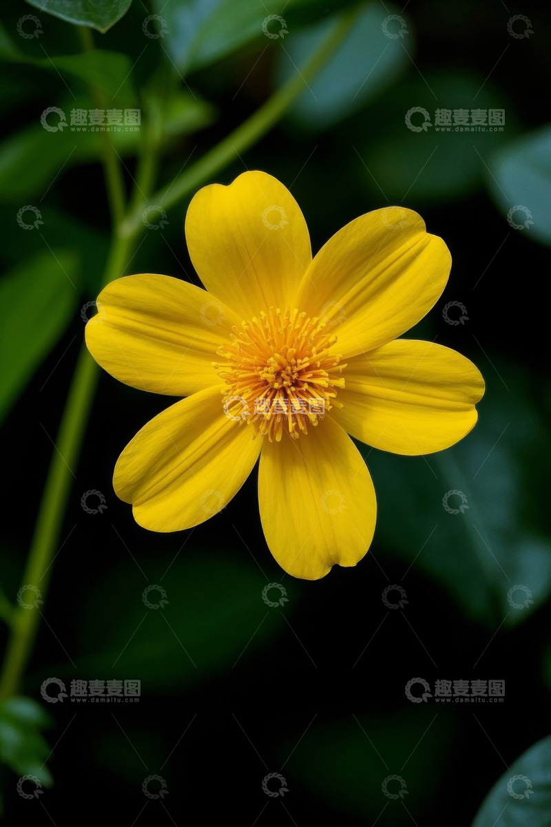 高清大图下载【趣麦麦图】-黄色花朵特写