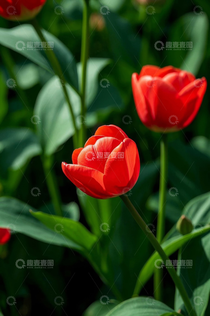 高清大图下载【趣麦麦图】红色郁金香特写