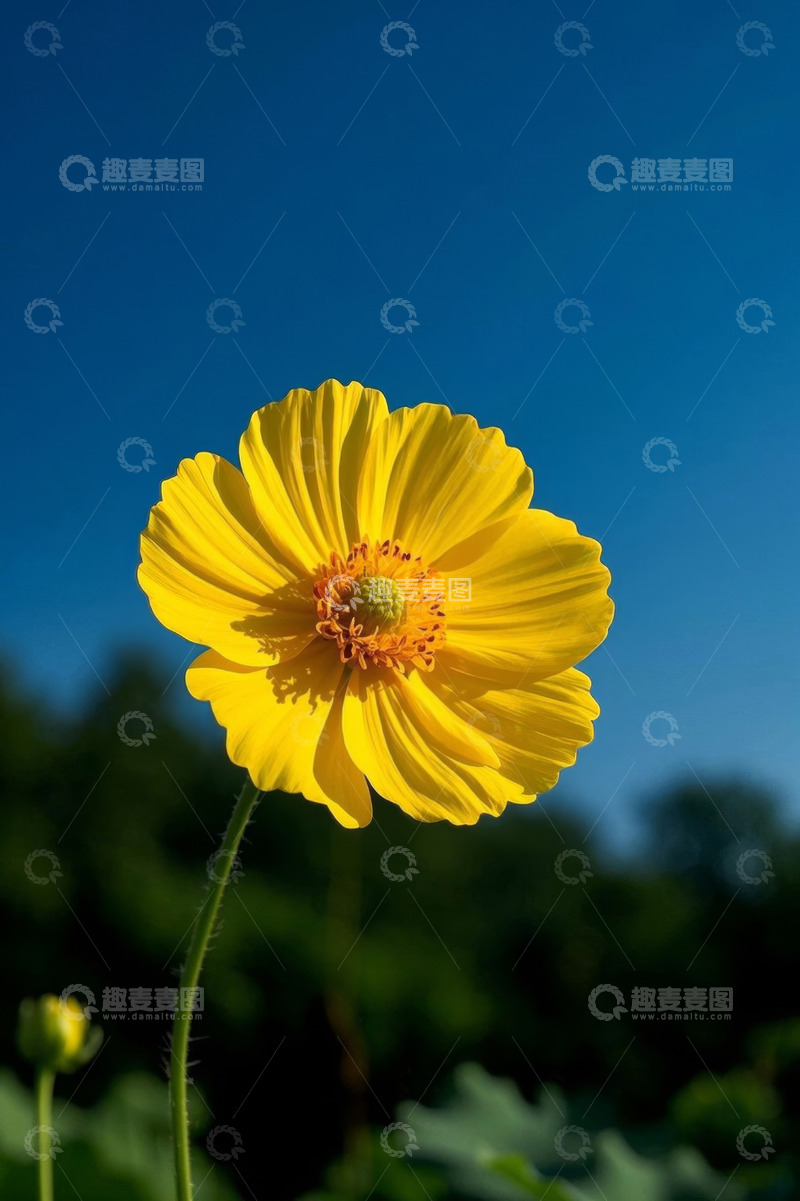 高清大图下载【趣麦麦图】阳光下绽放的黄色花朵