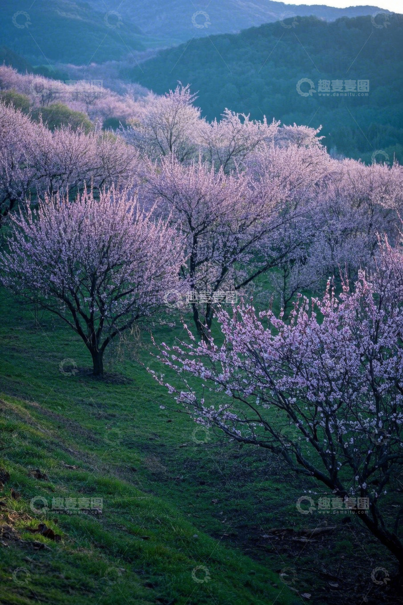 高清大图下载【趣麦麦图】山坡盛开的粉色花树风景