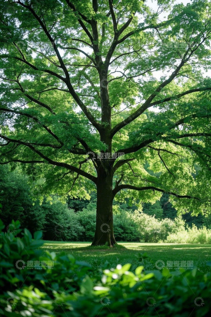 高清大图下载【趣麦麦图】绿树下的自然景观