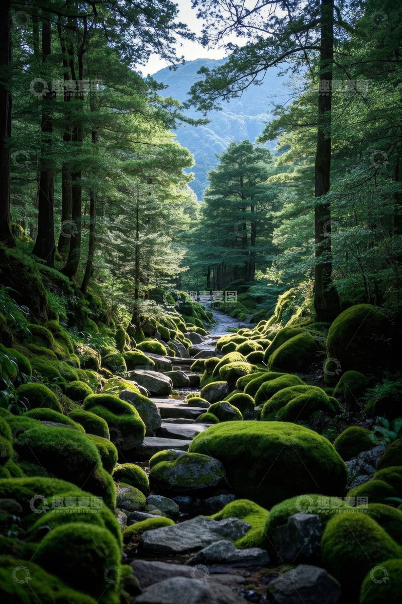 高清大图下载【趣麦麦图】森林中布满苔藓的石径景观