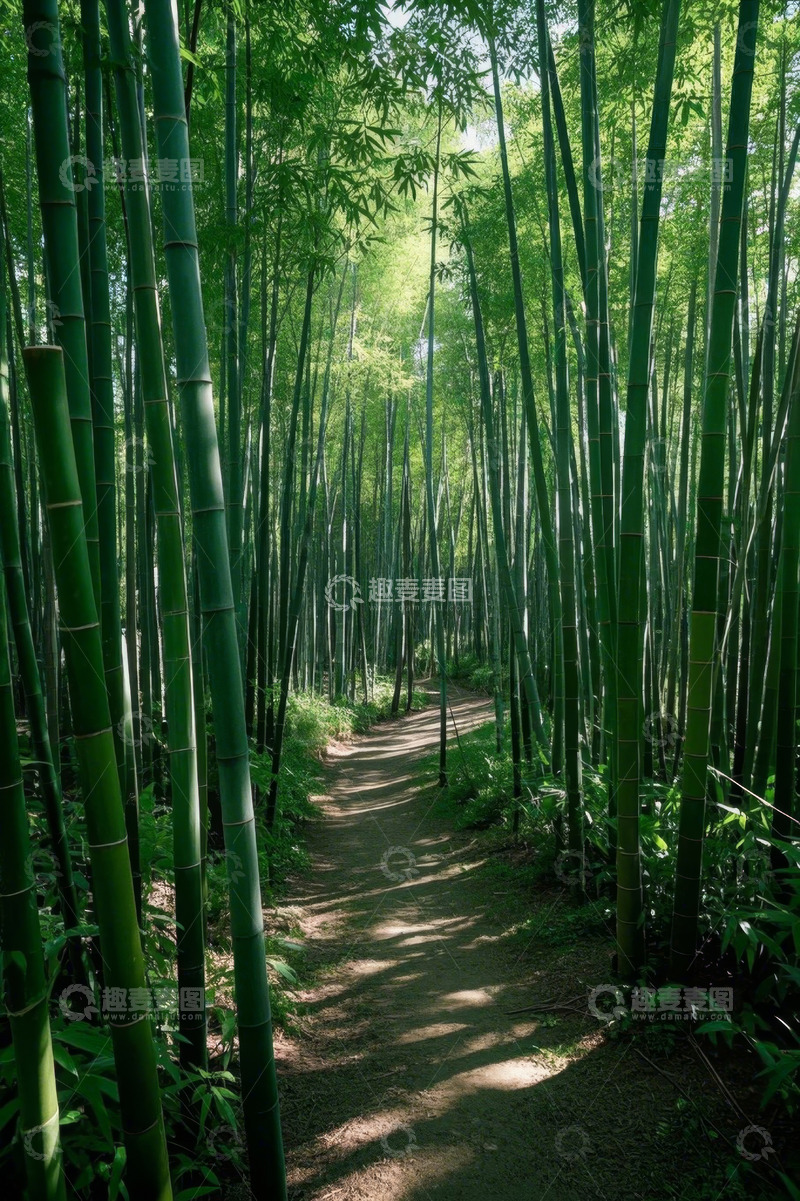 高清大图下载【趣麦麦图】竹林中的小径