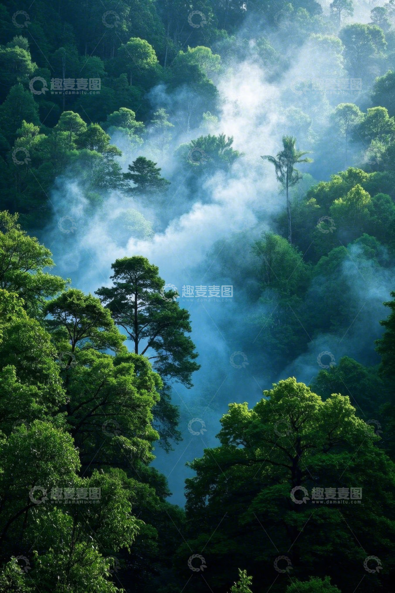 高清大图下载【趣麦麦图】森林晨雾自然风光全景