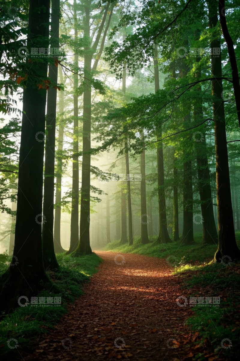 高清大图下载【趣麦麦图】阳光照耀下的森林小径
