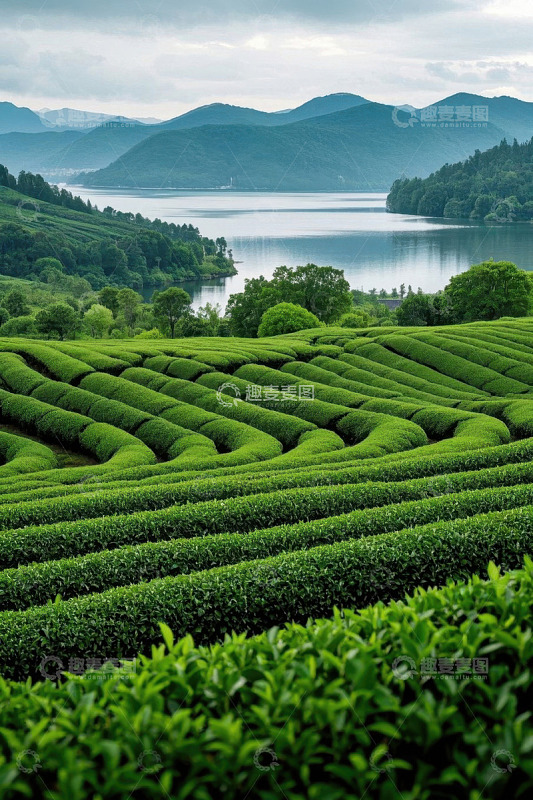 湖边整齐的绿色茶园风光