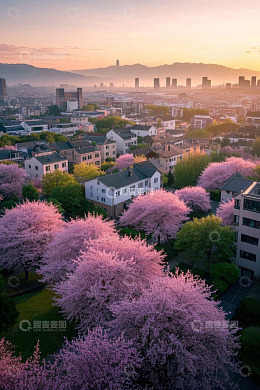 城市居民区盛开的樱花