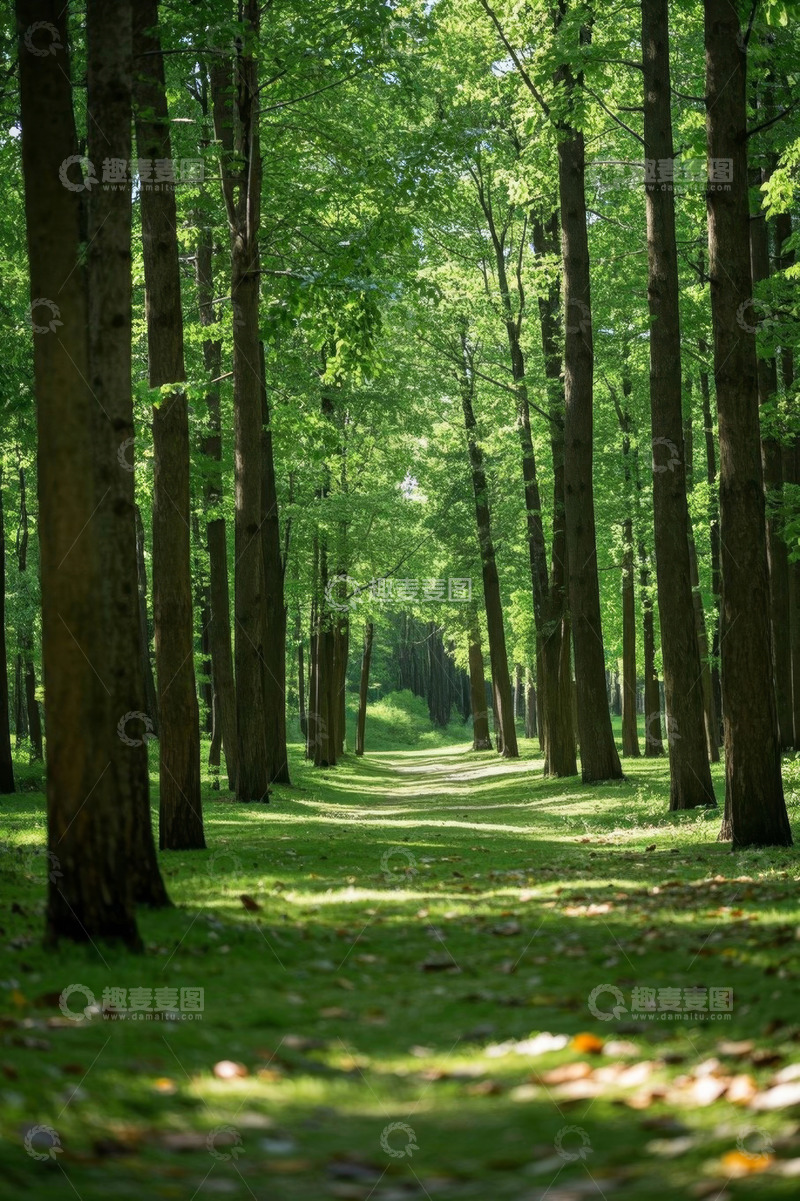 高清大图下载【趣麦麦图】阳光照耀下的静谧森林小道