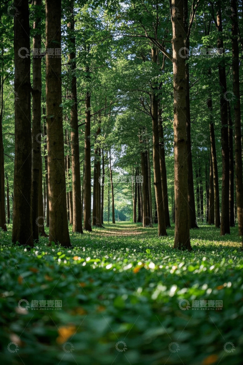 高清大图下载【趣麦麦图】茂密树林中的林间小道