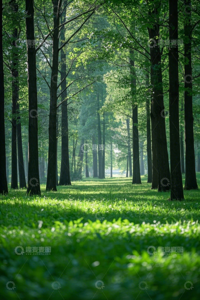 高清大图下载【趣麦麦图】阳光照耀下的茂密森林景观