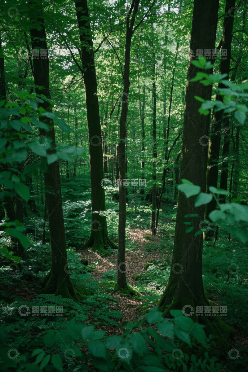 高清大图下载【趣麦麦图】茂密森林中的自然景象