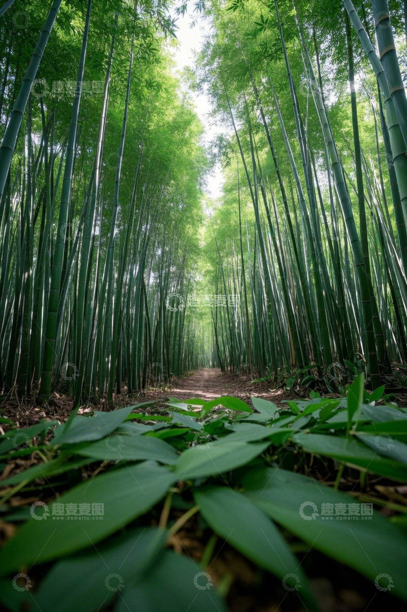 高清大图下载【趣麦麦图】竹林中的小径自然风光