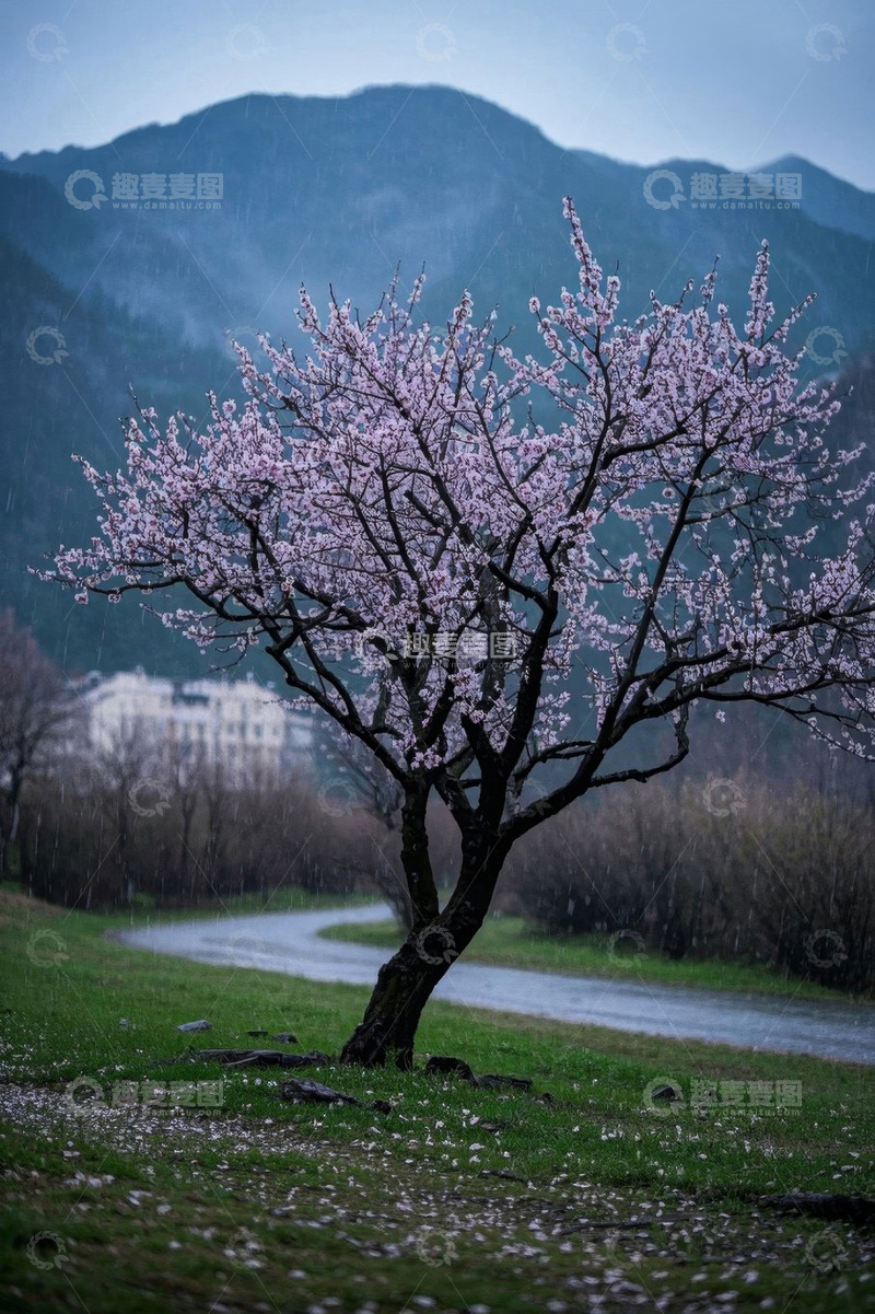 高清大图下载【趣麦麦图】雨中盛开的桃花树