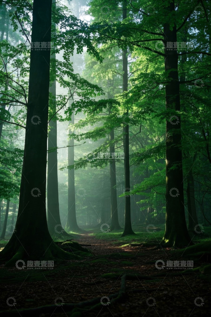 高清大图下载【趣麦麦图】阳光照耀下的森林景观