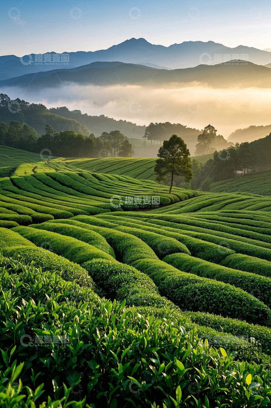 山间清晨的绿色茶园风光