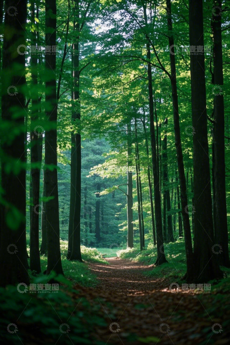 高清大图下载【趣麦麦图】森林中的林间小道