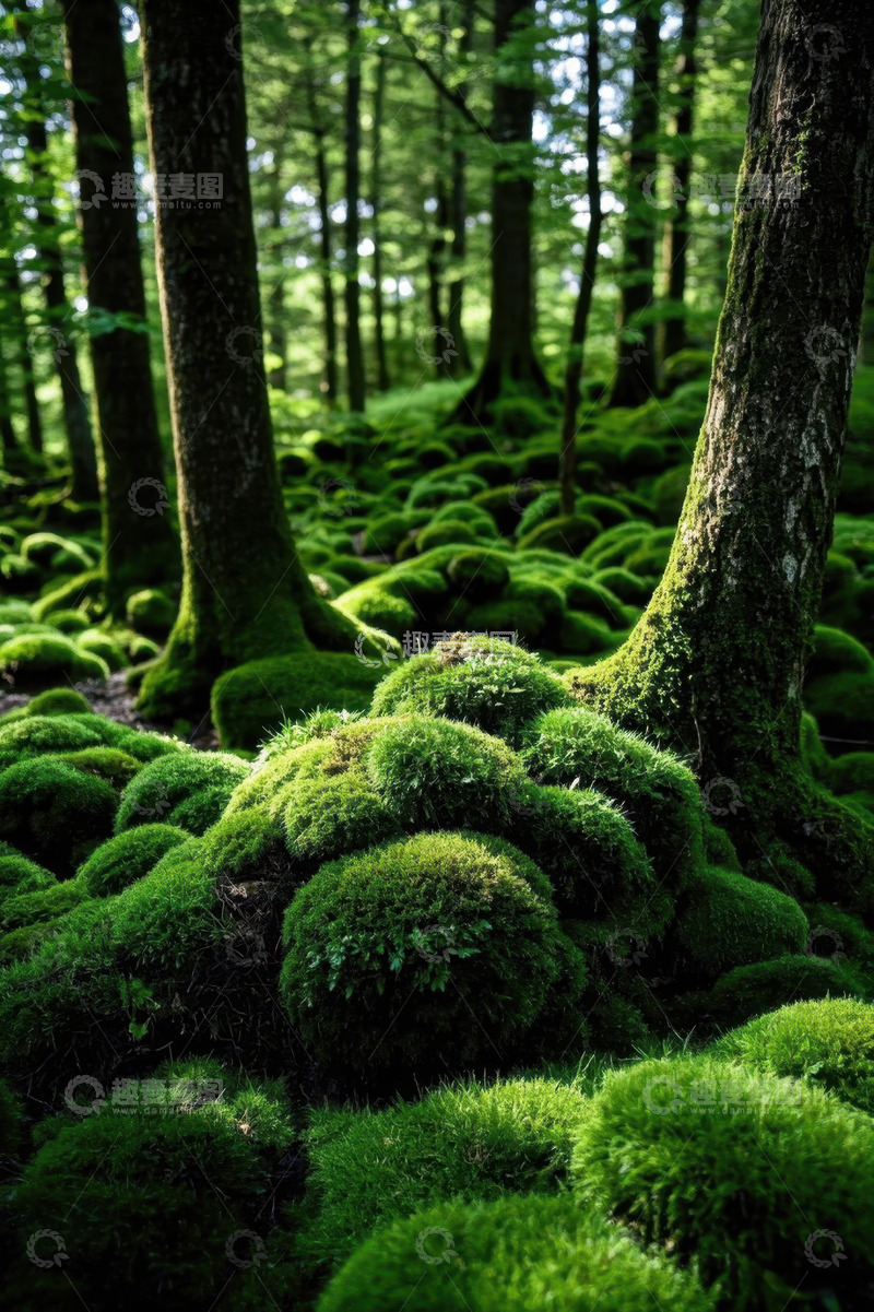 高清大图下载【趣麦麦图】森林中茂盛的苔藓植物景观