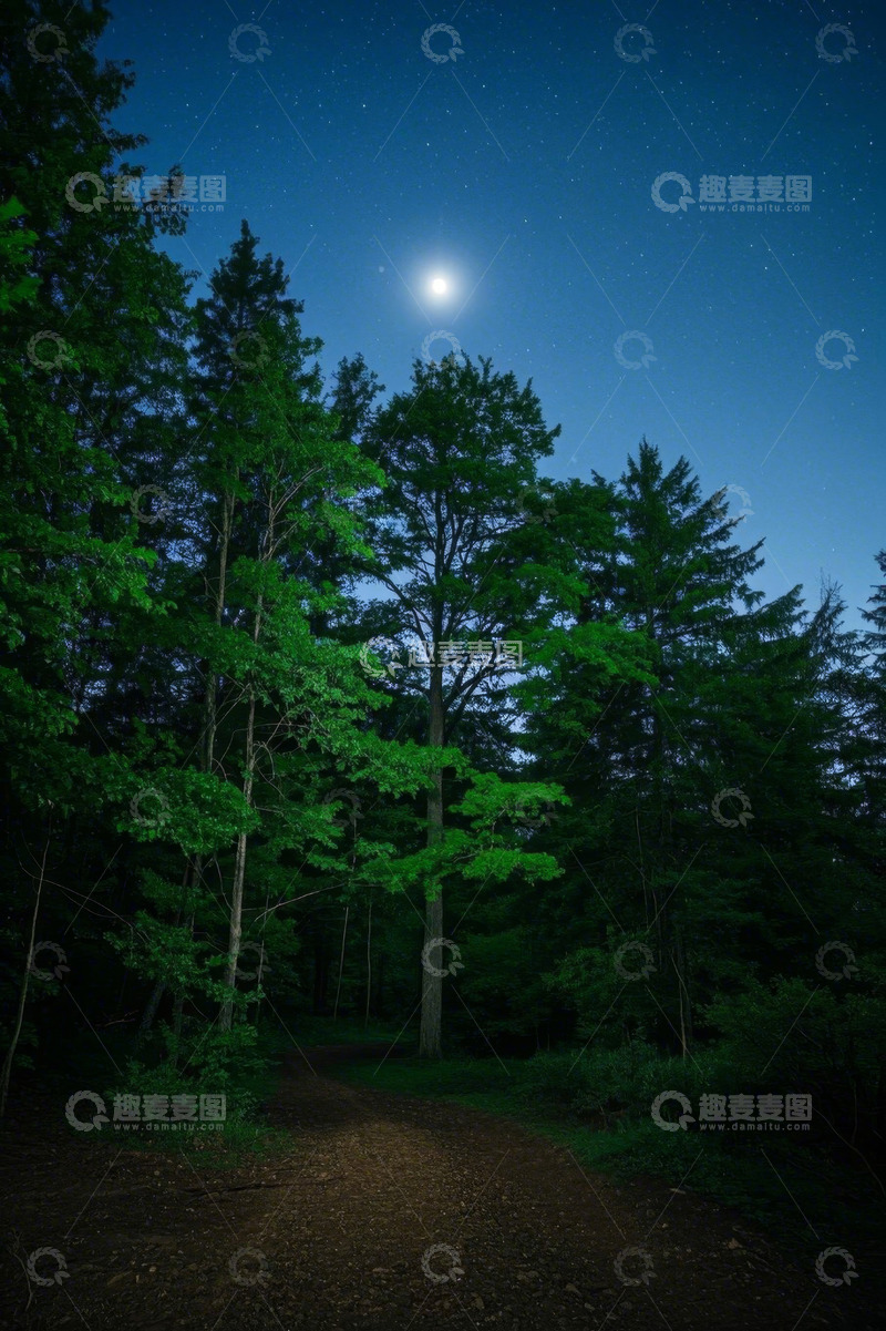 高清大图下载【趣麦麦图】月夜下的森林小径
