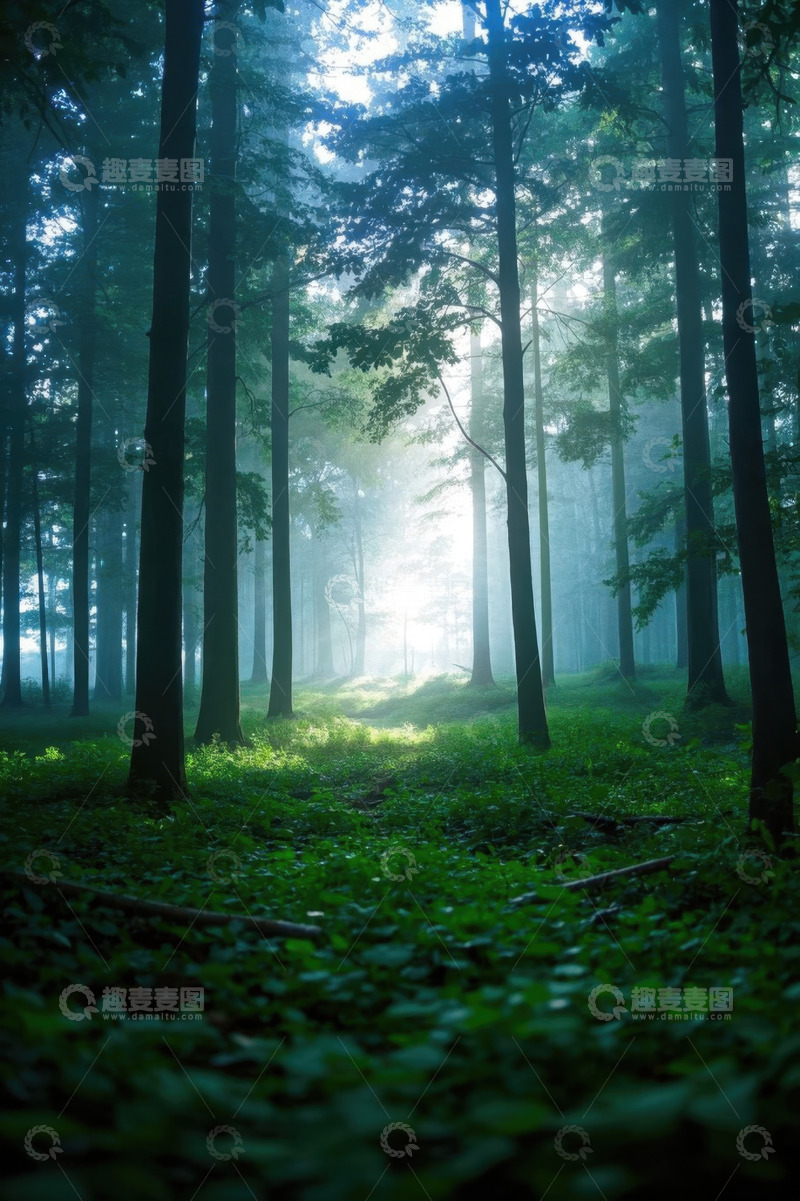 高清大图下载【趣麦麦图】阳光穿透的静谧森林