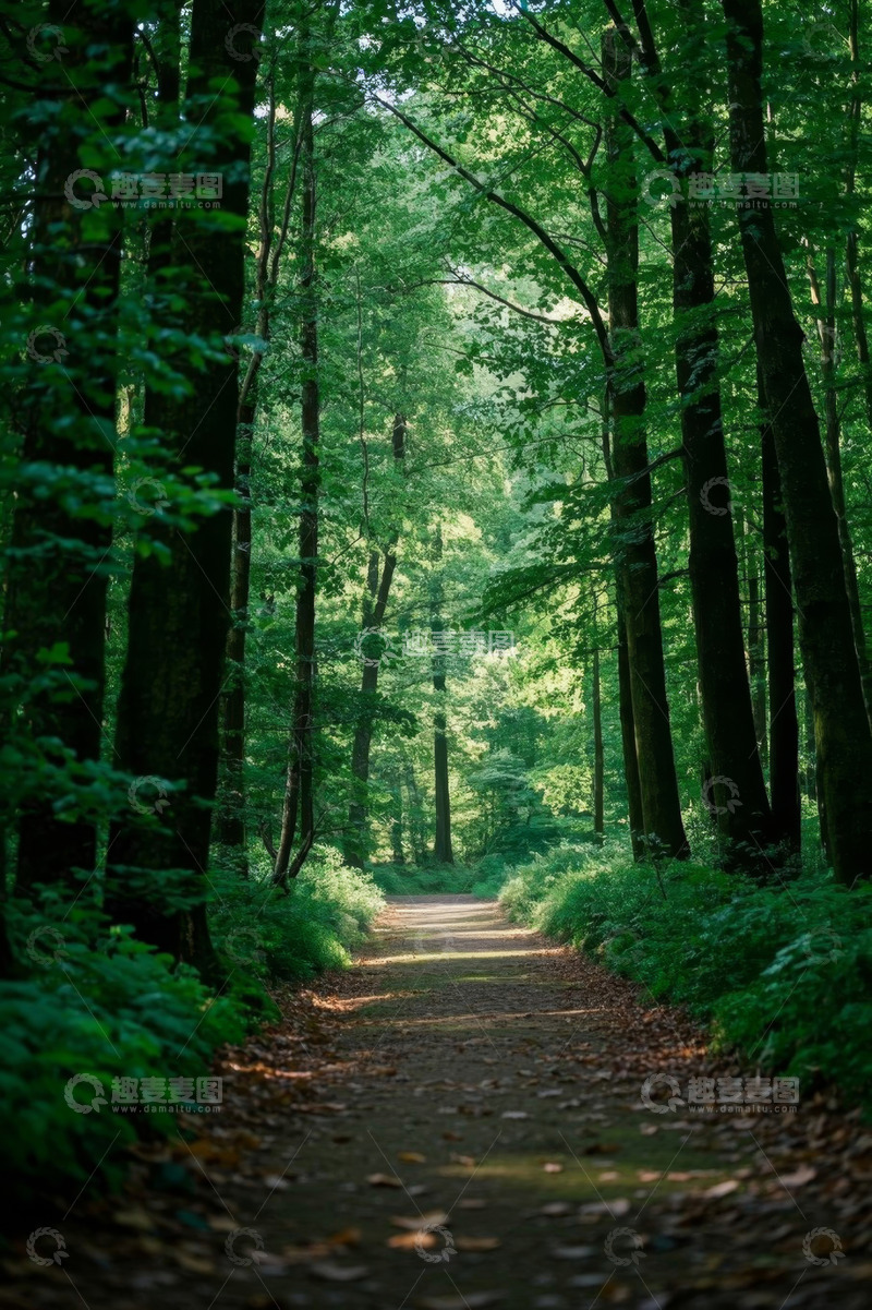 高清大图下载【趣麦麦图】森林中的林间小道