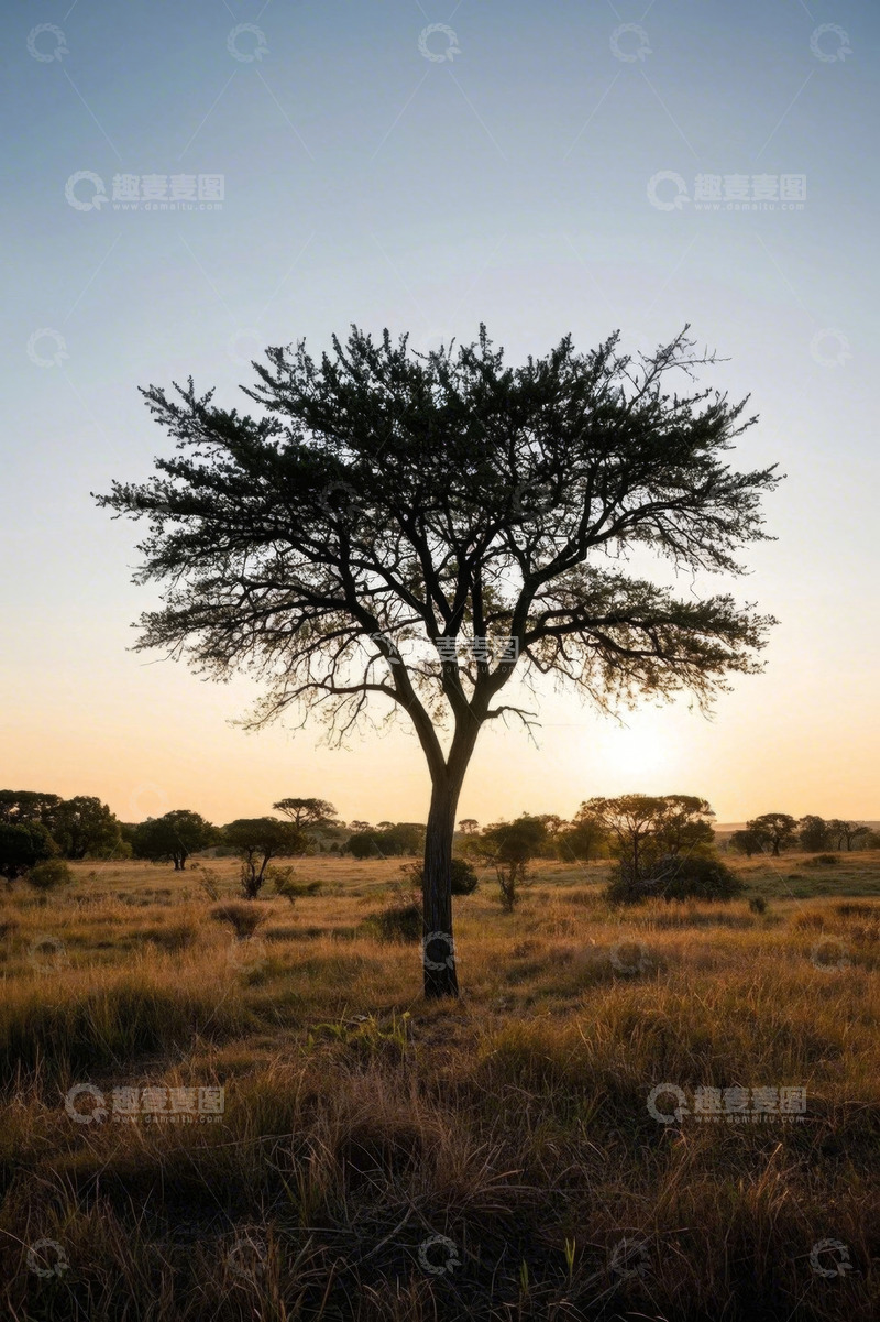 高清大图下载【趣麦麦图】非洲草原单棵树木日落景象