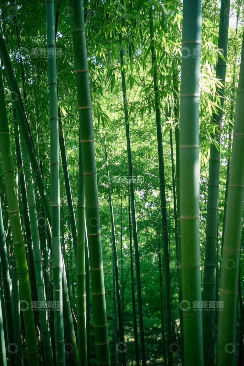 高清大图下载【趣麦麦图】茂密翠绿的竹林景致