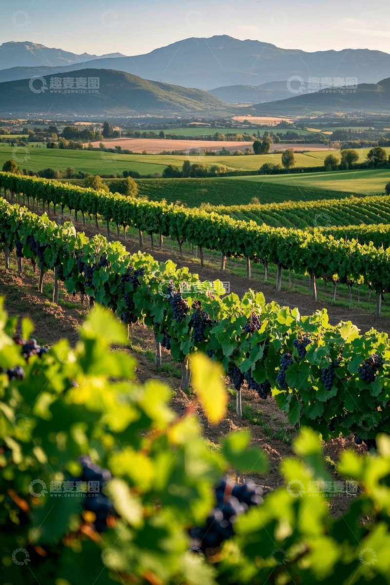 高清大图下载【趣麦麦图】田园风光中的葡萄园景致