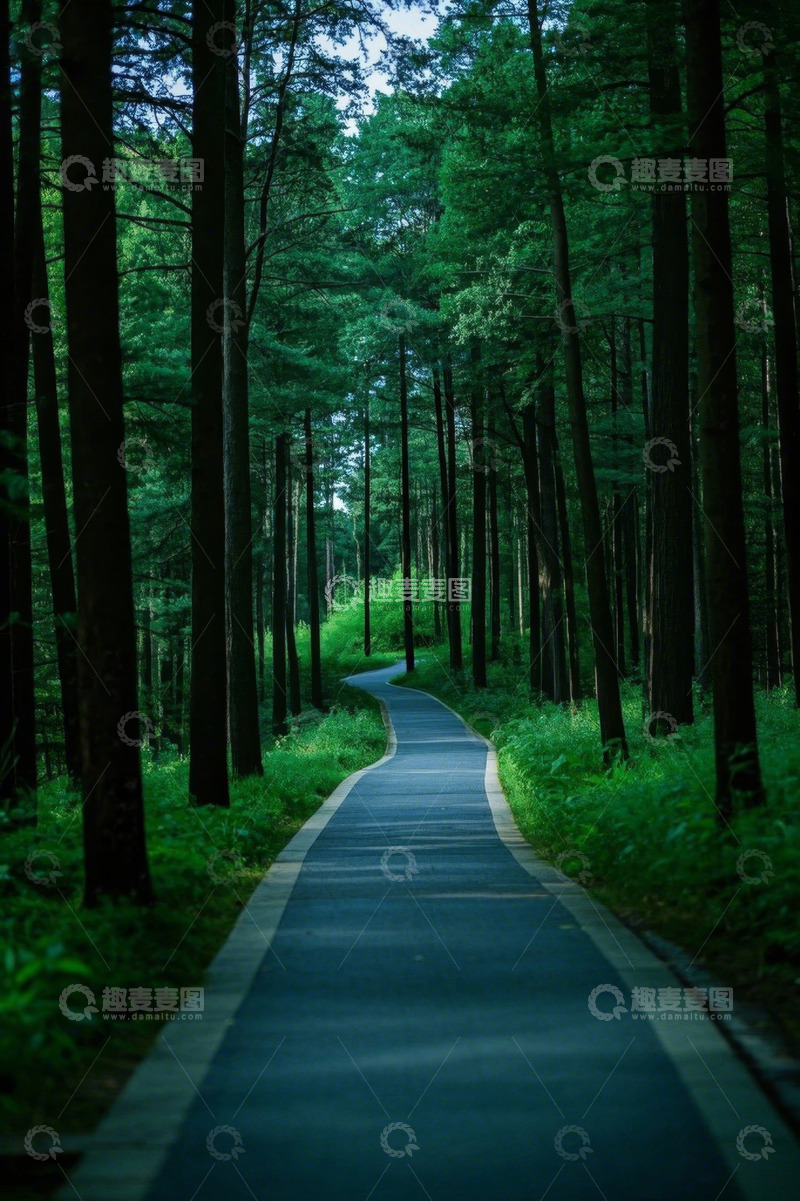 高清大图下载【趣麦麦图】森林中蜿蜒的绿色步道