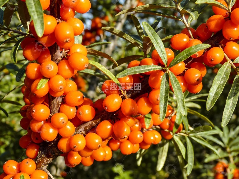 高清大图下载【趣麦麦图】一串沙棘果图片