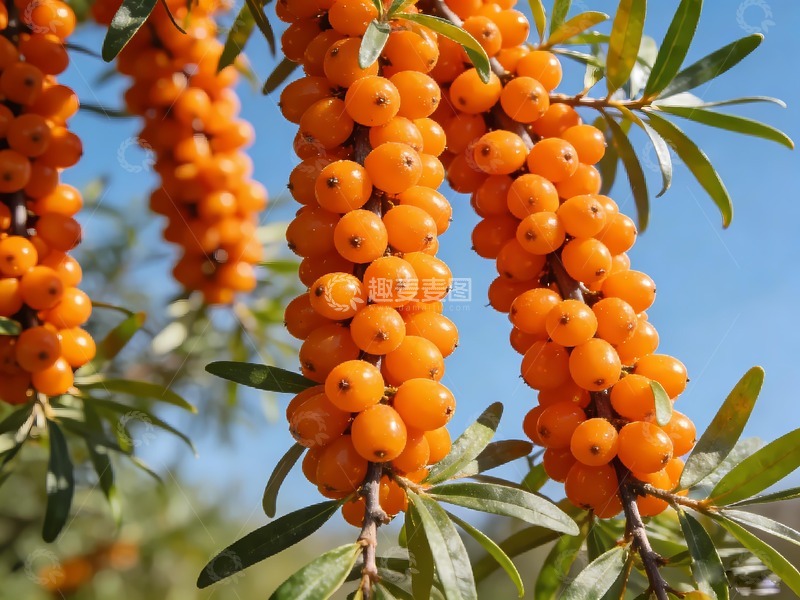 高清大图下载【趣麦麦图】一串沙棘果摄影
