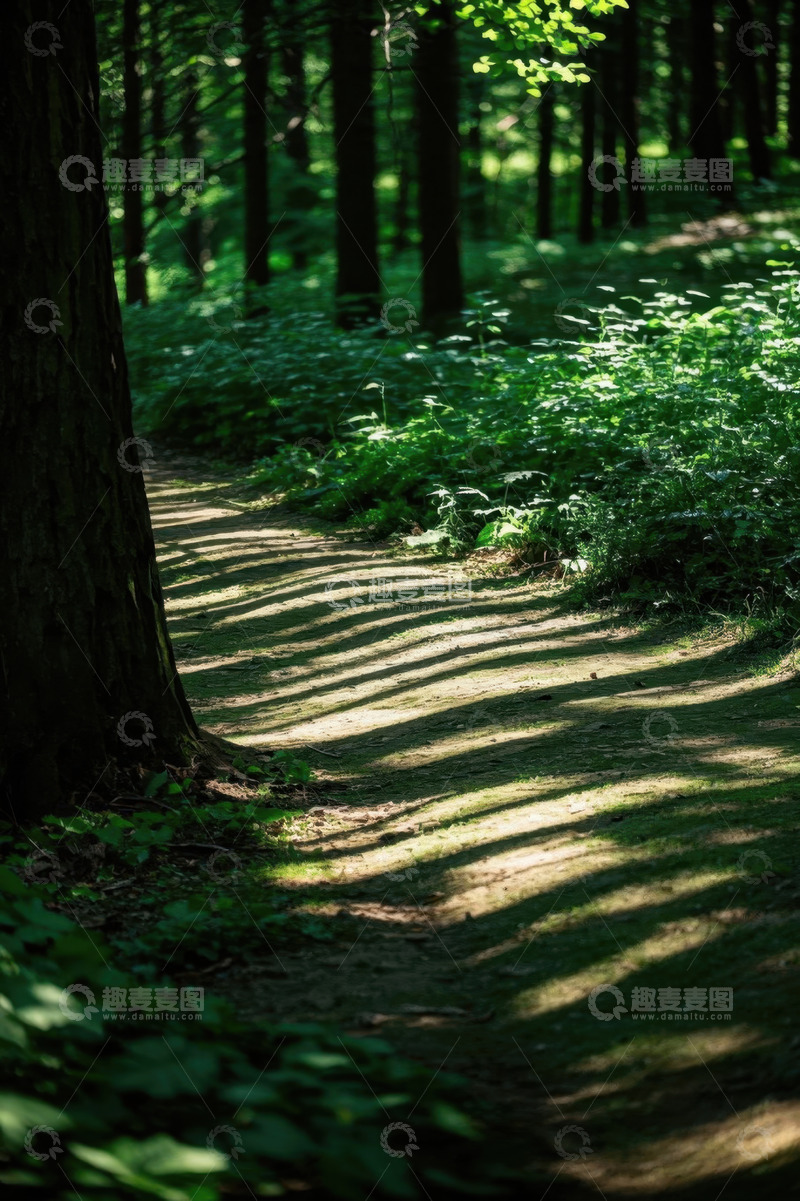 高清大图下载【趣麦麦图】林间小道自然风光