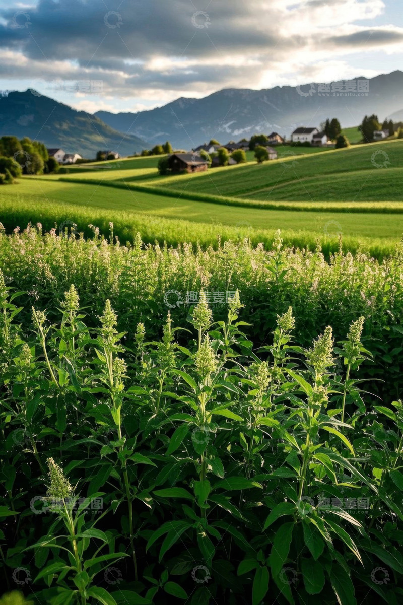 高清大图下载【趣麦麦图】田野乡村自然风光景色