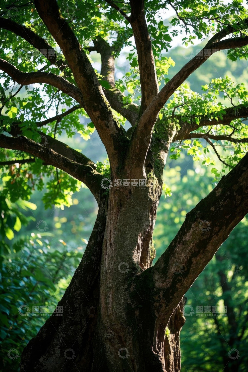 高清大图下载【趣麦麦图】森林中茂盛大树特写