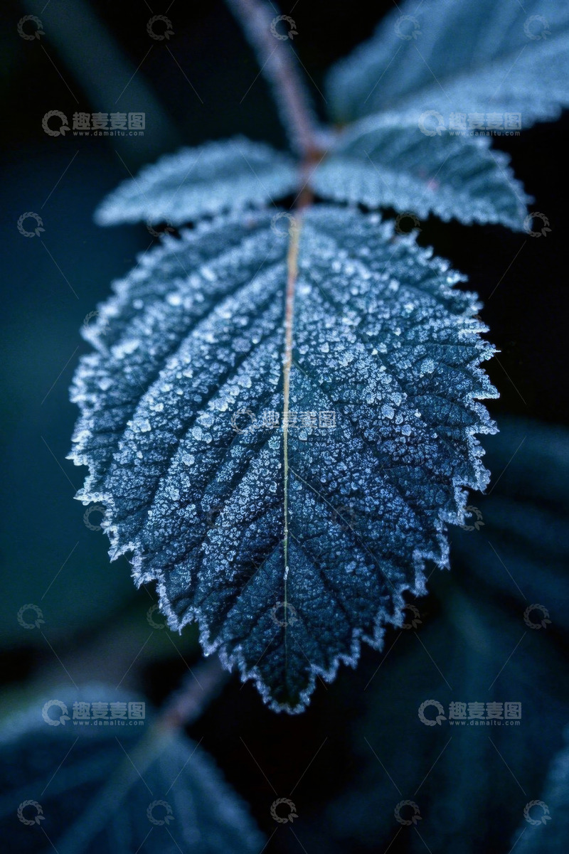 高清大图下载【趣麦麦图】覆霜叶片微距特写
