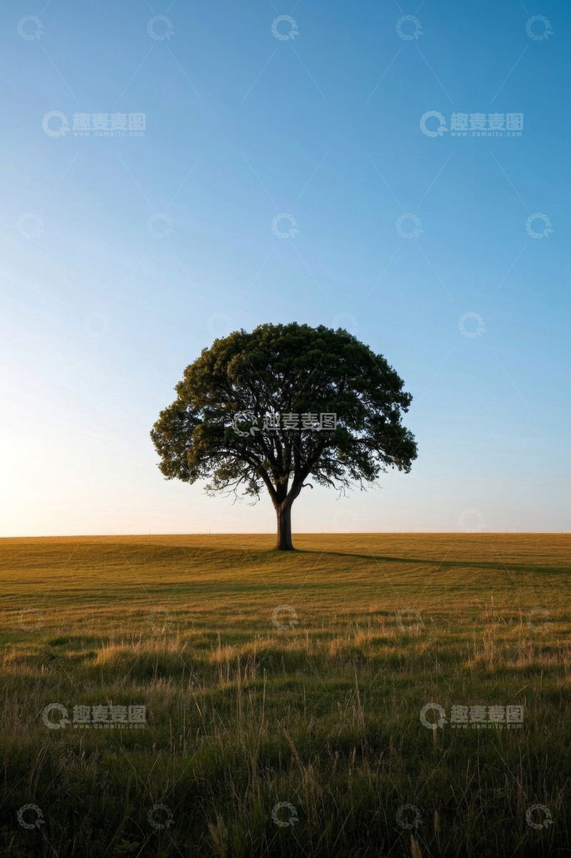 高清大图下载【趣麦麦图】原野中独立的大树