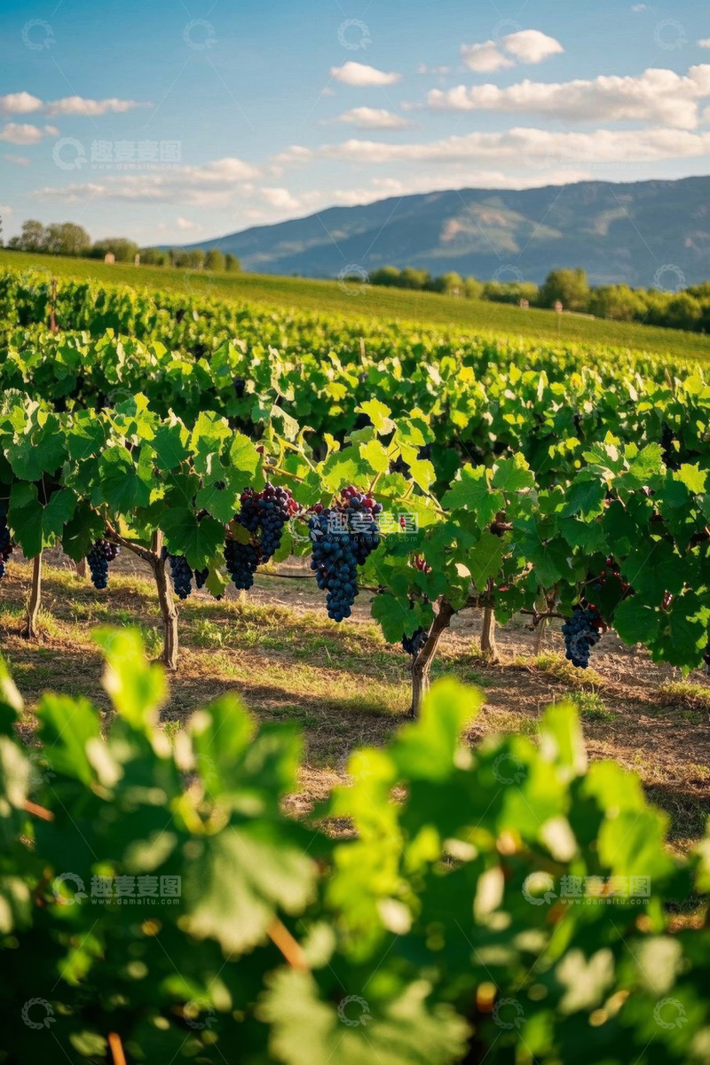 高清大图下载【趣麦麦图】阳光下的葡萄园葡萄生长景象