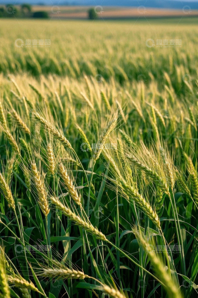 高清大图下载【趣麦麦图】广袤麦田自然景观