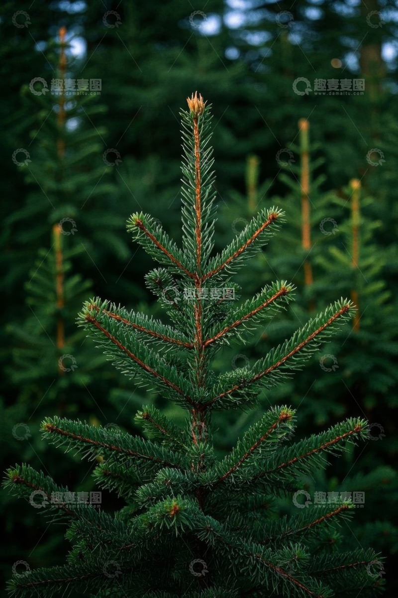 高清大图下载【趣麦麦图】冷杉树自然景观特写