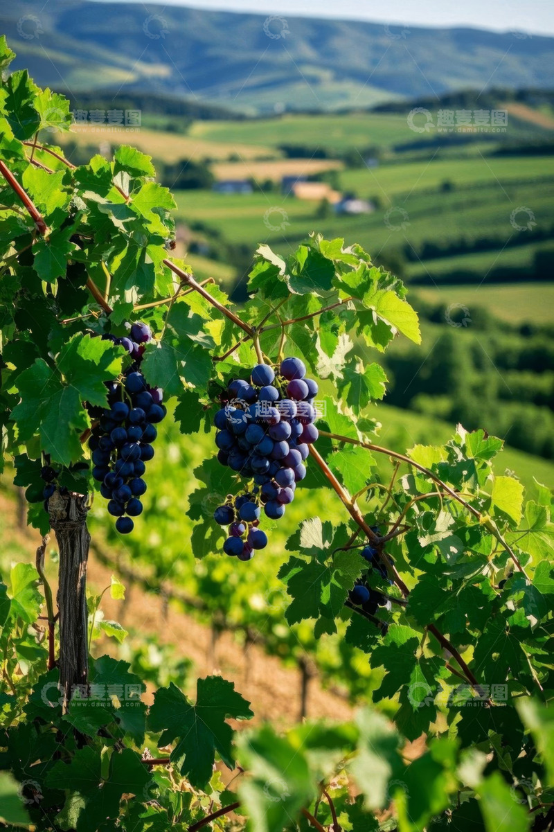 高清大图下载【趣麦麦图】葡萄园里成熟的葡萄特写